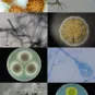 Medical Mycology