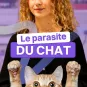 Le parasite du chat