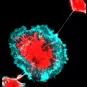 Transfert mitochondrial via un TNT entre des cellules en culture 2D 
