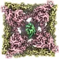 Cartes de densité obtenues par cryo-microscopie électronique montrant la protéine d'enveloppe du virus Andes liée à son récepteur cellulaire, le PCDH1. - Density maps obtained by cryo-electron microscopy showing the Andes virus envelope protein bound to its cellular receptor, PCDH1.