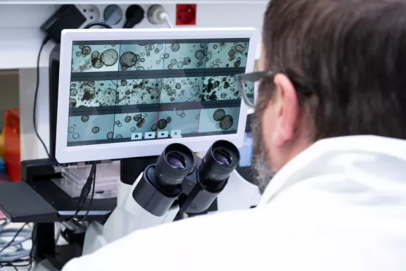 Laboratoire Génomique fonctionnelle comparative. Observation au microscope d’une culture d'organoïdes, dans une matrice en 3D type matrigel, obtenus à partir de cellules utérines (cellules épithéliales d'endomètre).