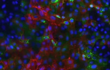  Pathogènes animaux émergents chez l'homme - Institut Pasteur 