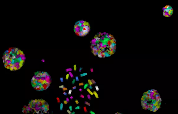 Chromosomes métaphasiques marqués par multi-FISH (Fluorescent In Situ Hybridization). Une fausse couleur est attribuée à chaque paire de chromosomes marquée avec une combinaison de sondes spécifiques, permettant ainsi leur identification. Image prise avec un microscope à fluorescence ZEISS AxioImager Z2 (Objectif X63) et analysée avec le logiciel Isis (Metafer).