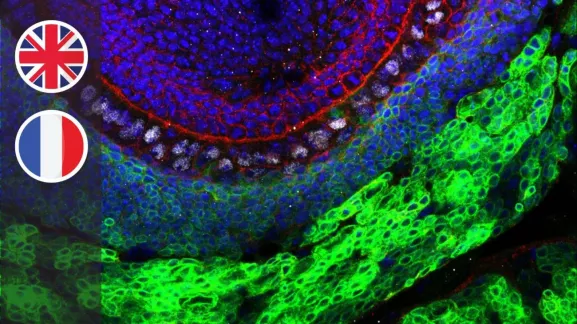 MOOC Advances in Stem Cell Biology