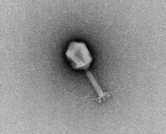 Bactériophage T4