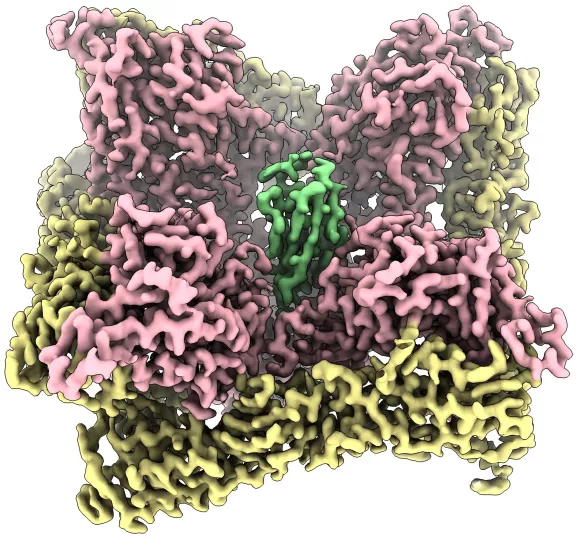 Hantavirus