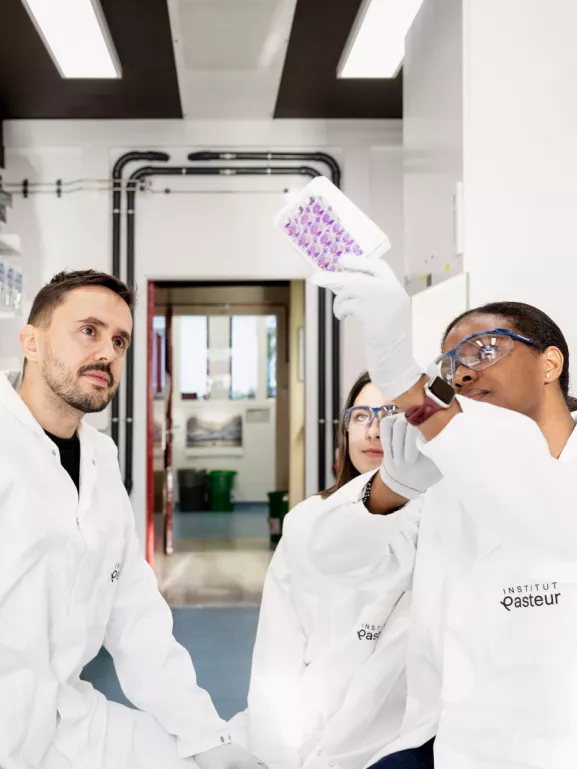 Reportage dans l'unité à 5 ans Signalisation antivirale. Observation d’une plaque de titrage viral par essai de plaque de lyse. Cette technique permet de déterminer le nombre de particules virales infectieuses (virus Zika) dans un volume donné.