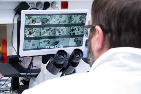Laboratoire Génomique fonctionnelle comparative. Observation au microscope d’une culture d'organoïdes, dans une matrice en 3D type matrigel, obtenus à partir de cellules utérines (cellules épithéliales d'endomètre).