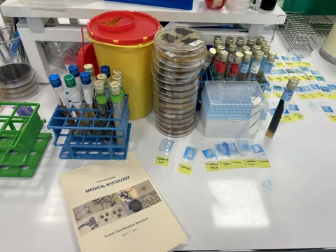 Medical Mycology pasteur course