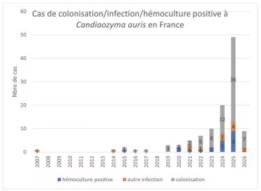 Cas de colonisation, infection, hémoculture positive à Candyaozima Auris en France