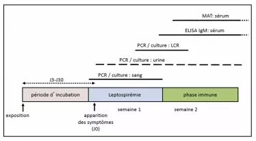 Chronologie des prélèvements à effectuer pour le diagnostic de la leptospirose