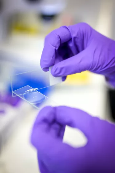 Reportage dans le laboratoire G5 Interactions cerveau-immunité à l'Institut Pasteur.