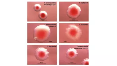 Photos de colonies de Yersinia sur milieu CIN après 24h d’incubation à 30°C