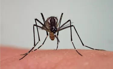 Chikungunya - Institut Pasteur