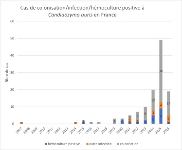 Cas de colonisation, infection, hémoculture positive à Candidozyma auris en France