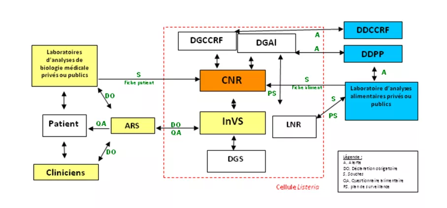 Schéma de fonctionnement de la cellule Listeria