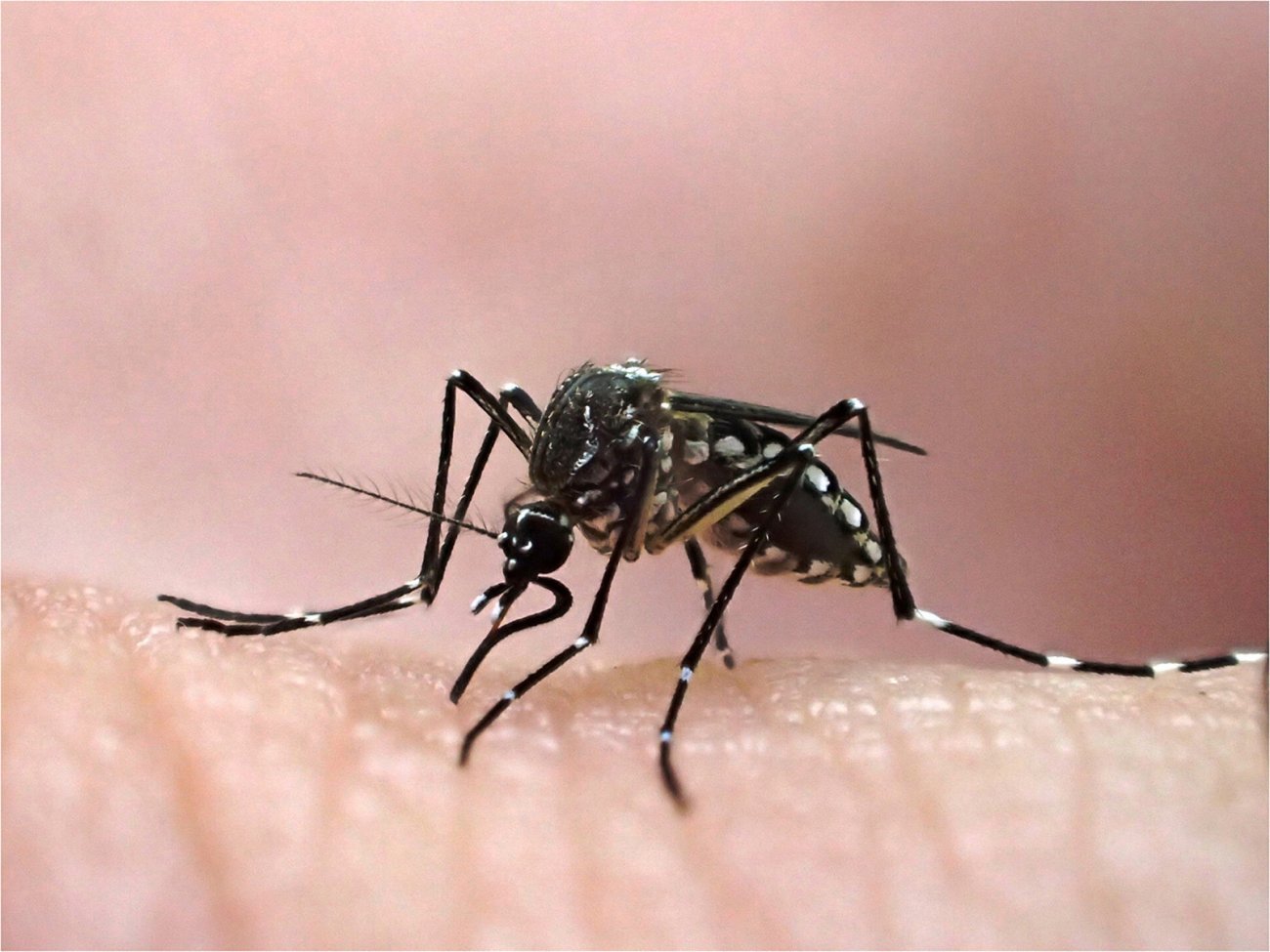 Femelle d'Aedes aegypti, élevée au Vectopôle de l'Institut Pasteur de la Guyane