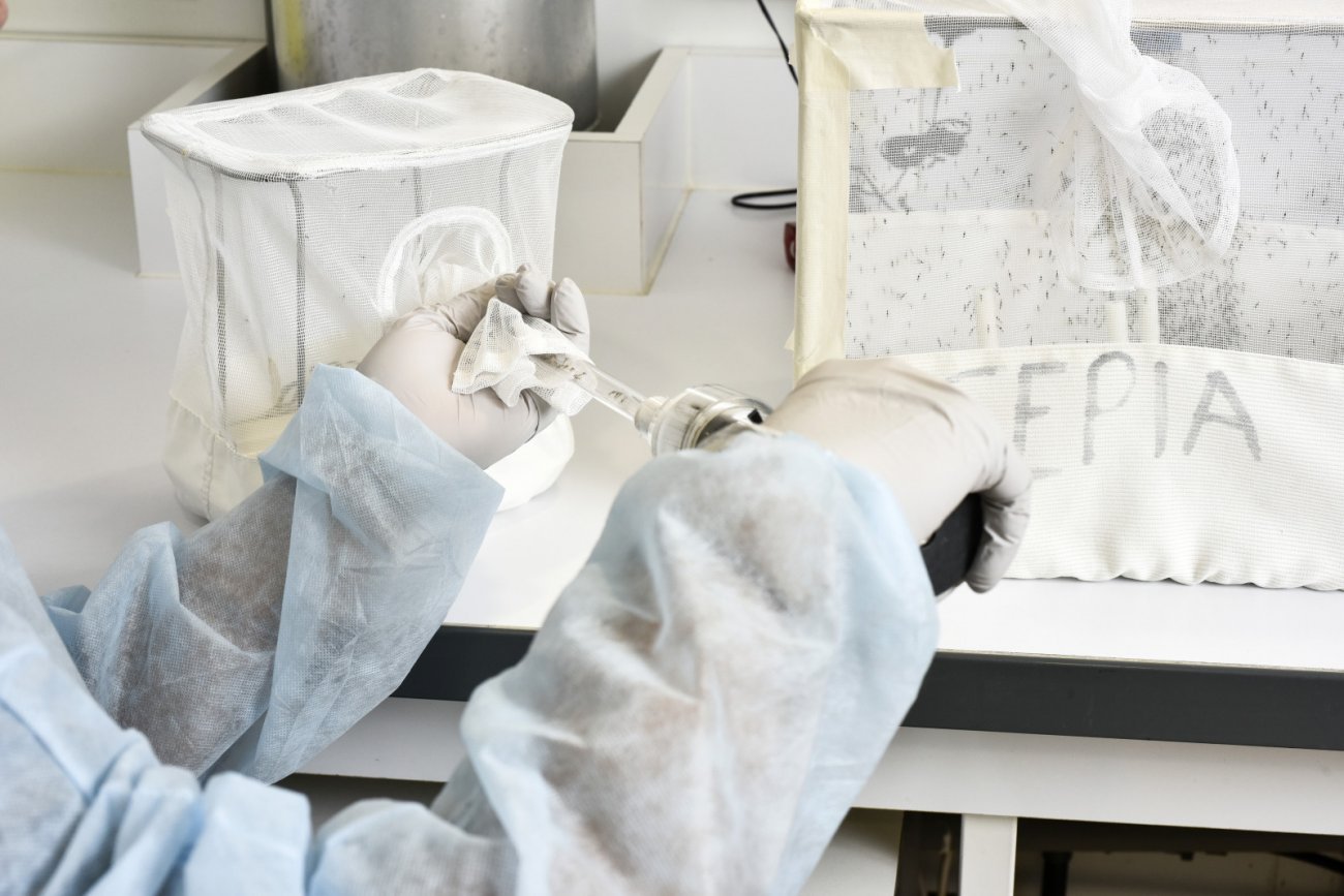 Le Centre de Production et d’Infection des Anophèles (CEPIA)