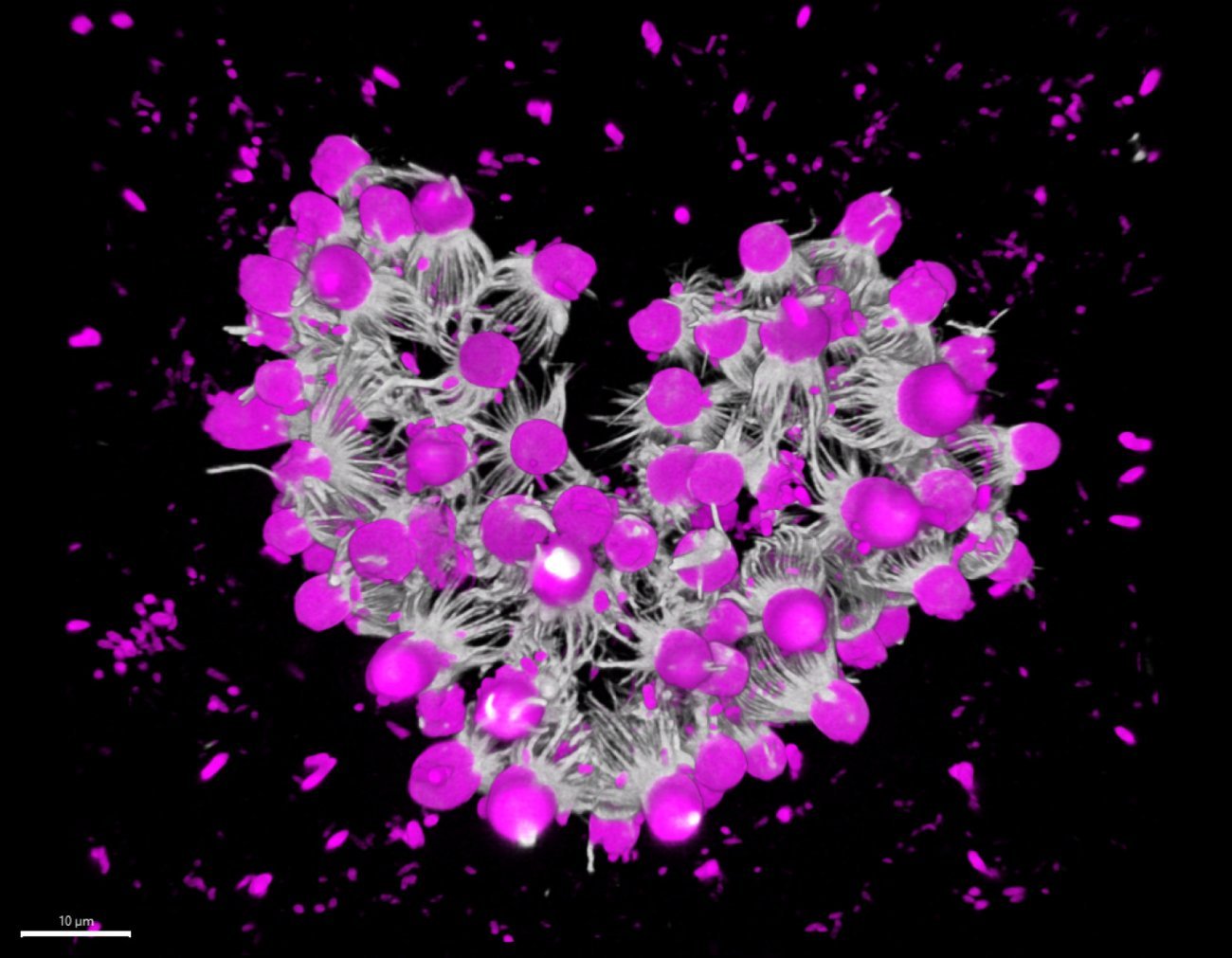 Reconstruction 3D montrant des colonies formées par agrégation chez le choanoflagellé Choanoeca flexa.