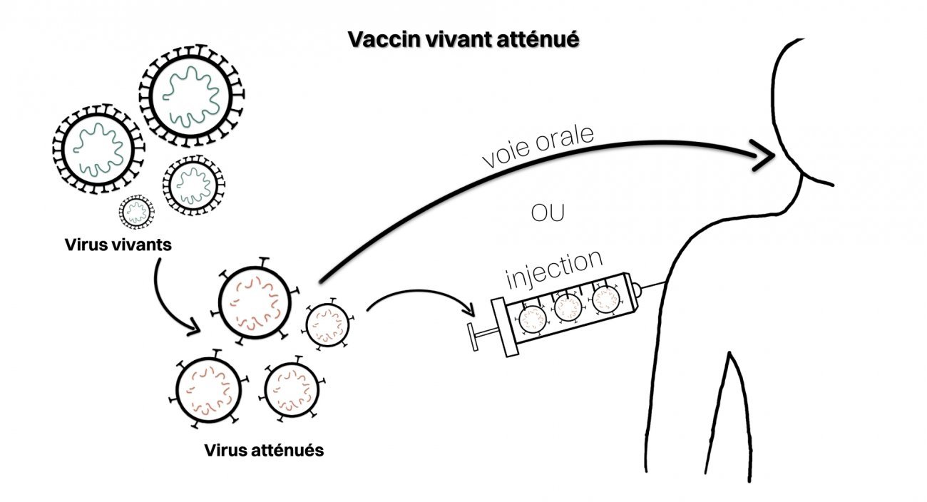 principe vaccin vivant atténué