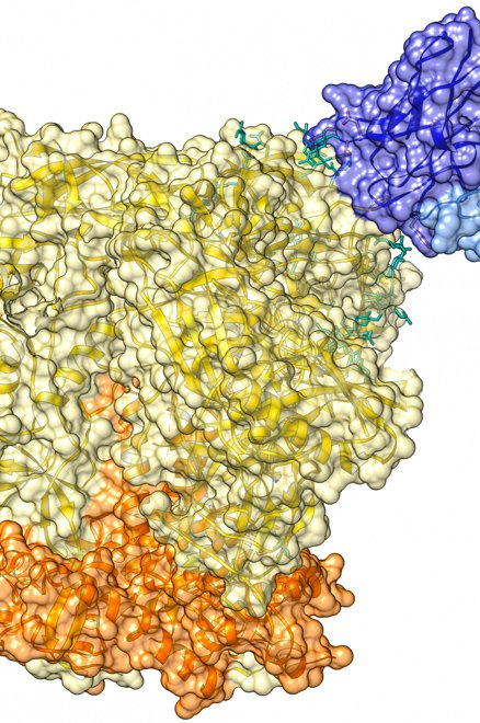 Fragments anticorps du bNAb EPCT112 découvert à l'Institut Pasteur par l'équipe d'Hugo Mouquet (bleu), formant ici un complexe avec la protéine d'enveloppe du VIH-1 (Env) (en jaune et orange) 