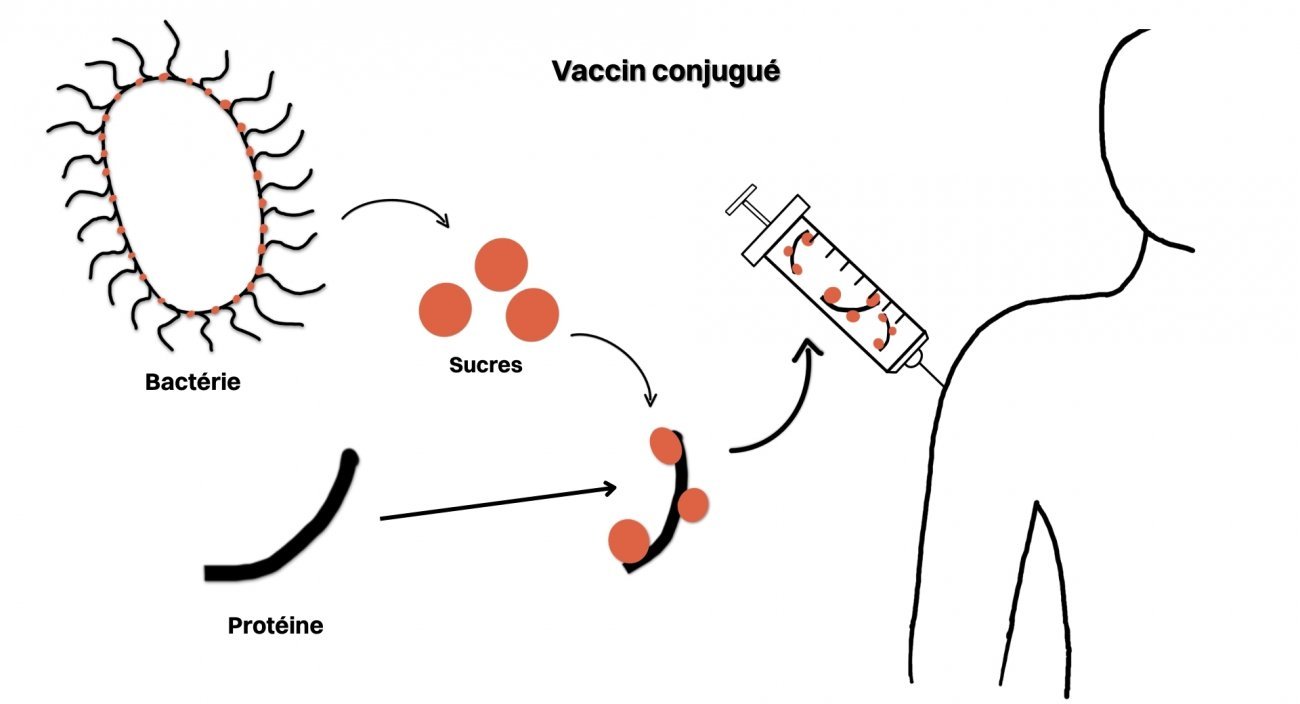 principe vaccin conjugué