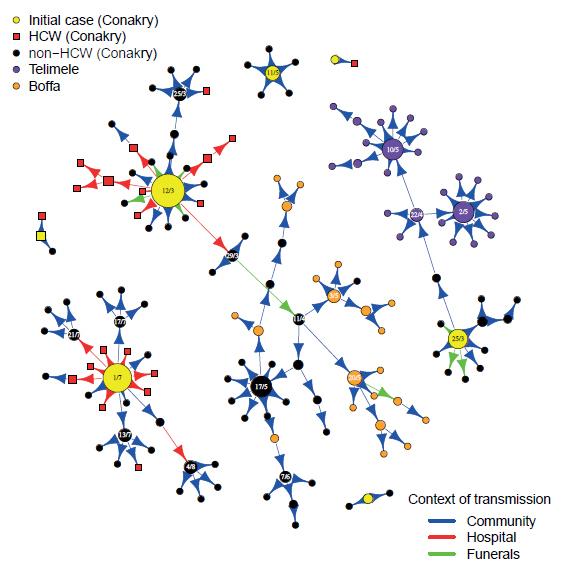 Transmission tree of Ebola virus. © Institut Pasteur