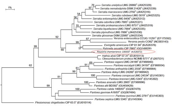 Arbre phylogénétique des bactéries. Pourcentage de divergence. © Institut Pasteur