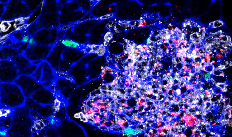 Association Pasteur International Network - Institut Pasteur