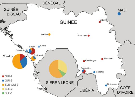 Représentation des variants du virus Ebola circulant en Guinée et Sierra Leone. Creative Commons - Nature