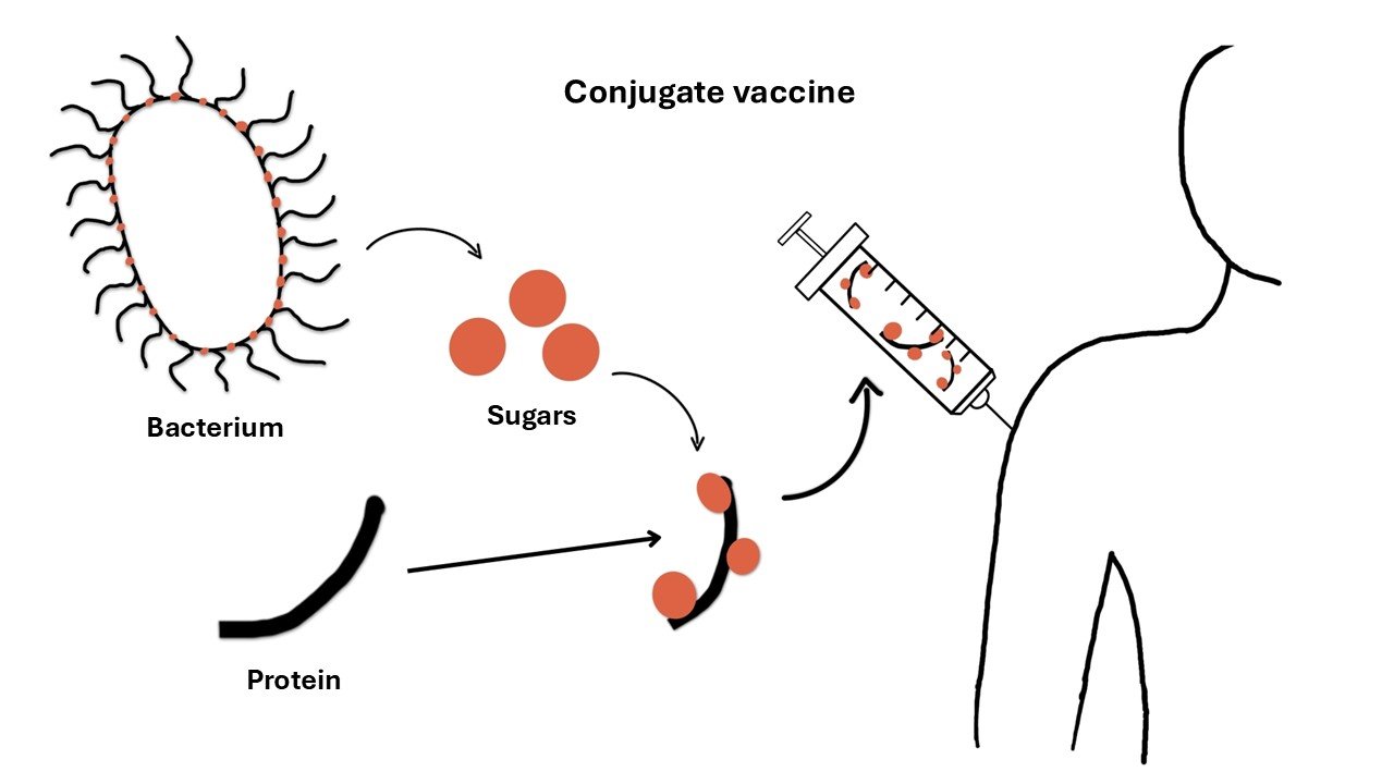 Conjugate vaccine principle
