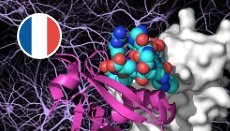 biochimie_des_proteinies