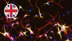 development_and_plasticity_of_the_nervous_system development_and_plasticity_of_the_nervous_system