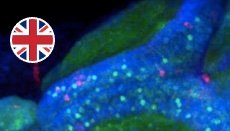 fundamental_immunology fundamental_immunology