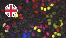 mouse_genetics mouse_genetics