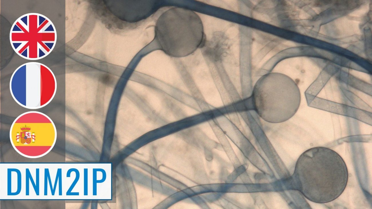 MOOC Medical Mycology MOOC Medical Mycology