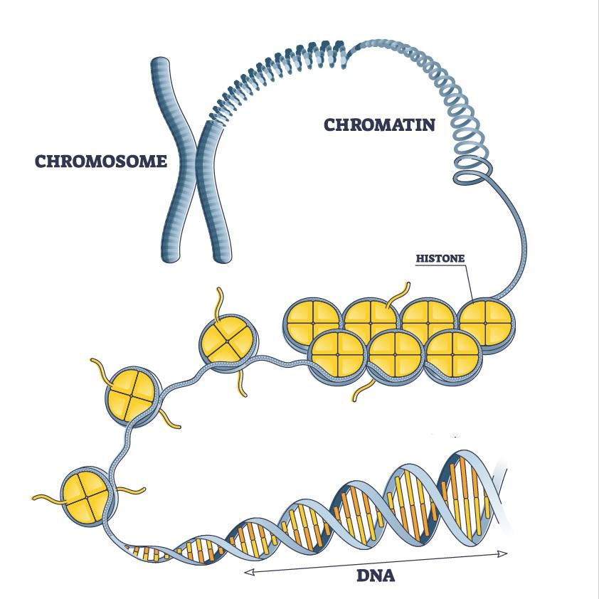 An imaging and modeling approach to characterize the structure of DNA ...