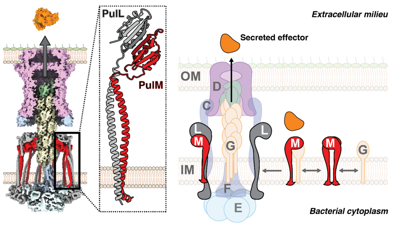 Modèle d'interaction de PulL-PulM dans le système de sécrétion de type 2