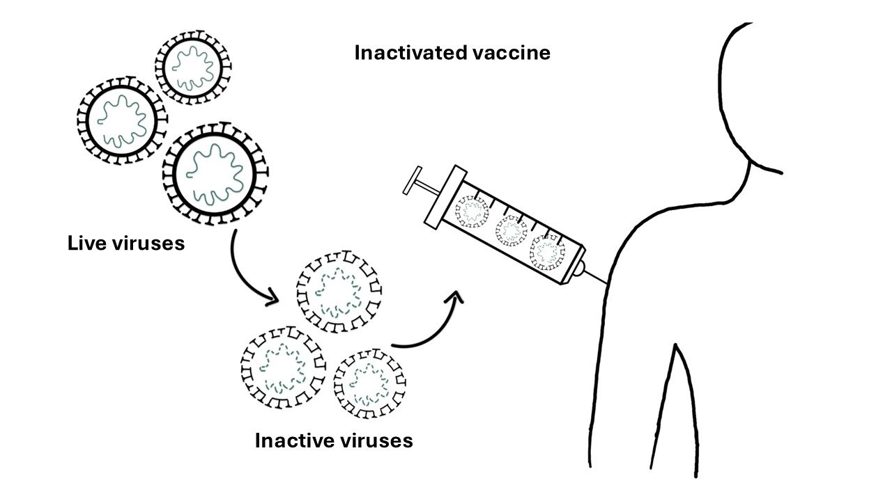 Inactivated vaccine principle