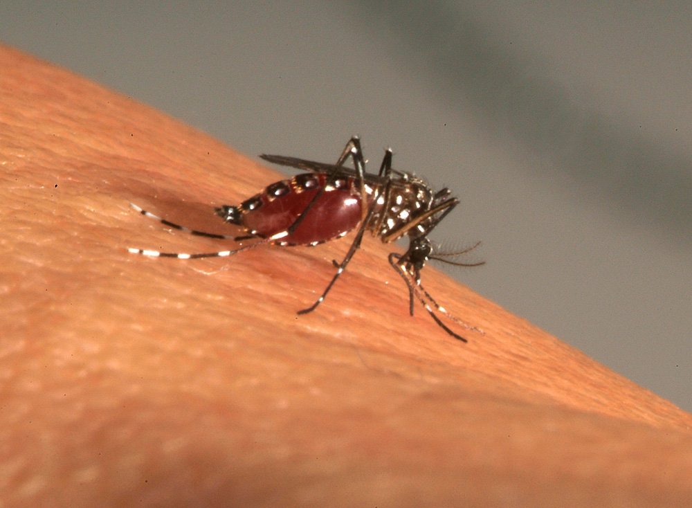 	Repas de sang d'Aedes aegypti, moustique vecteur de la dengue, fièvre jaune, chikungunya et Zika. 