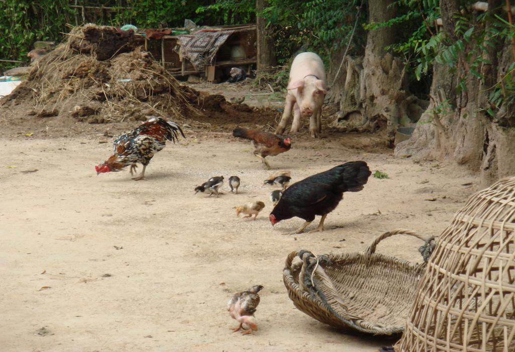 Elevage de volailles et porc en Asie 