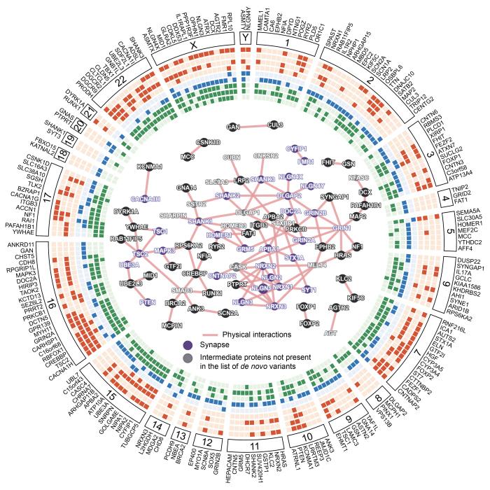 Autisme_Cartographie_genes_InstitutPasteur