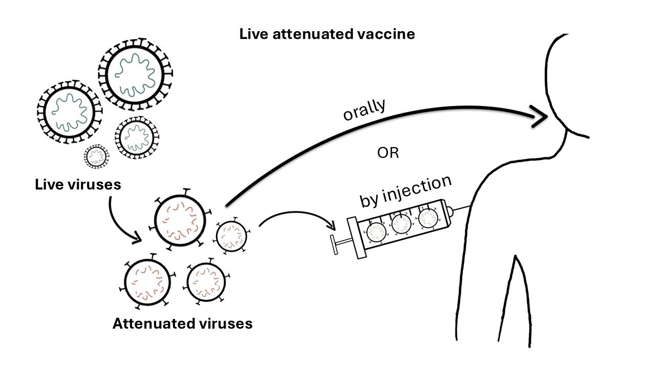 Live attenuated vaccine principle
