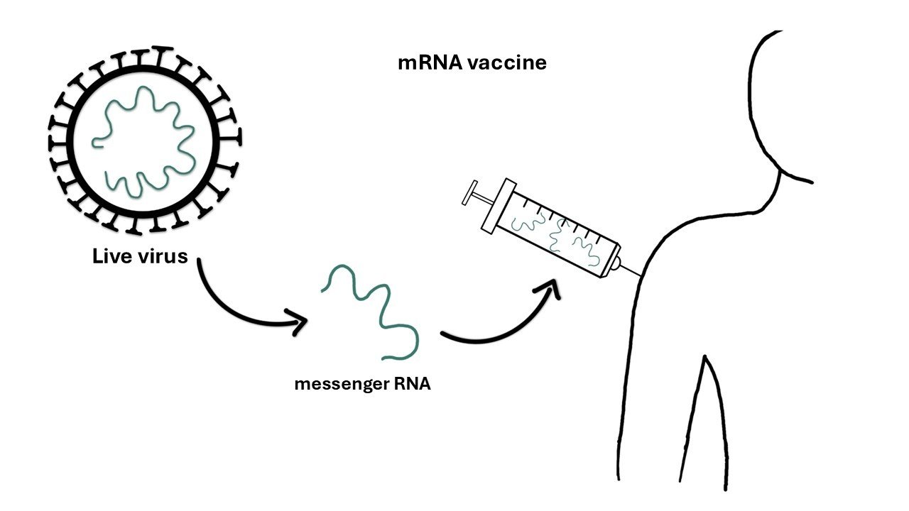 mRNA vaccine principle