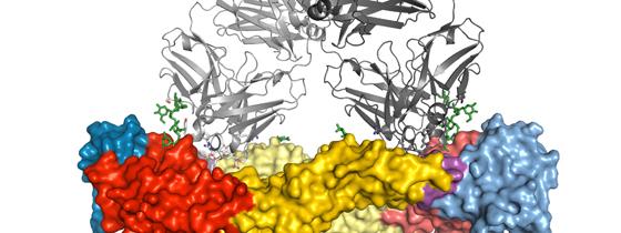 Structure 3 D du complexe © Institut Pasteur