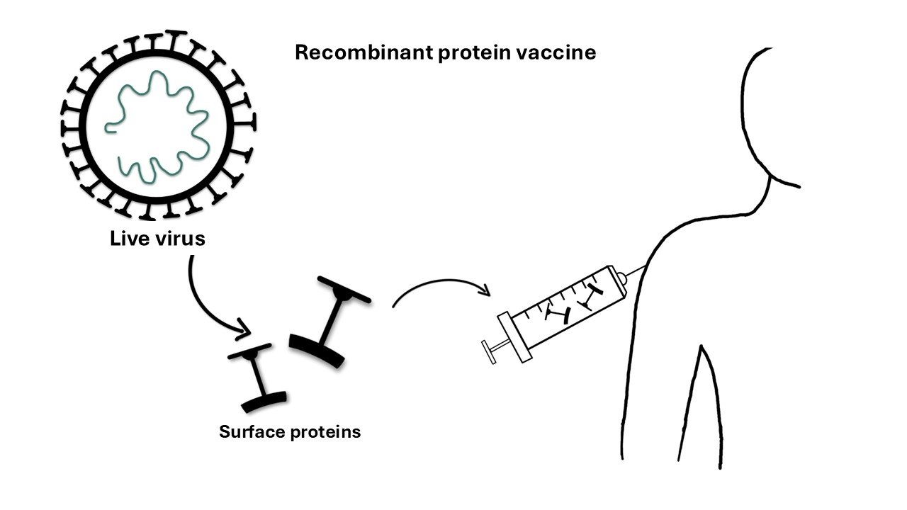 Recombinant protein vaccine principle