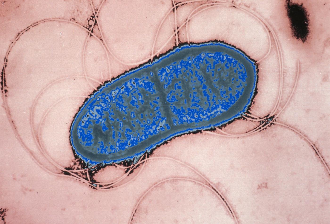 Serratia marcescens - Institut Pasteur