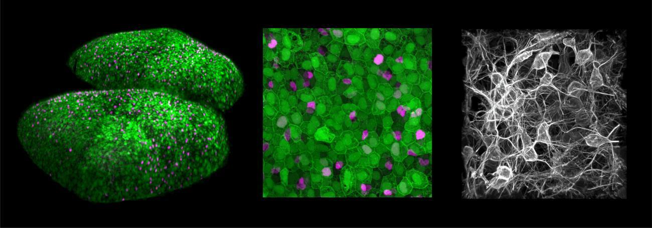 Cellules souches et neurones © Institut Pasteur