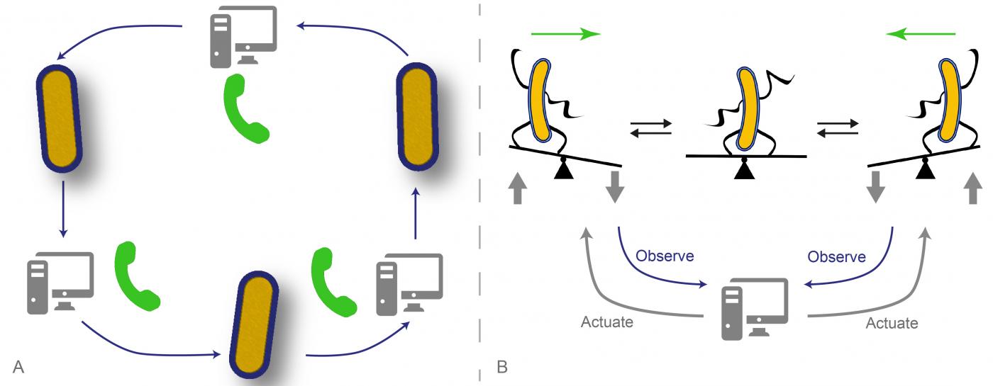 L’informatique aux commandes de la biologie ou comment contrôler une population de cellules par ordinateur