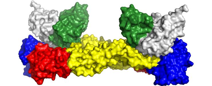 Des anticorps efficaces contre le virus de la dengue et le virus Zika - Institut Pasteur